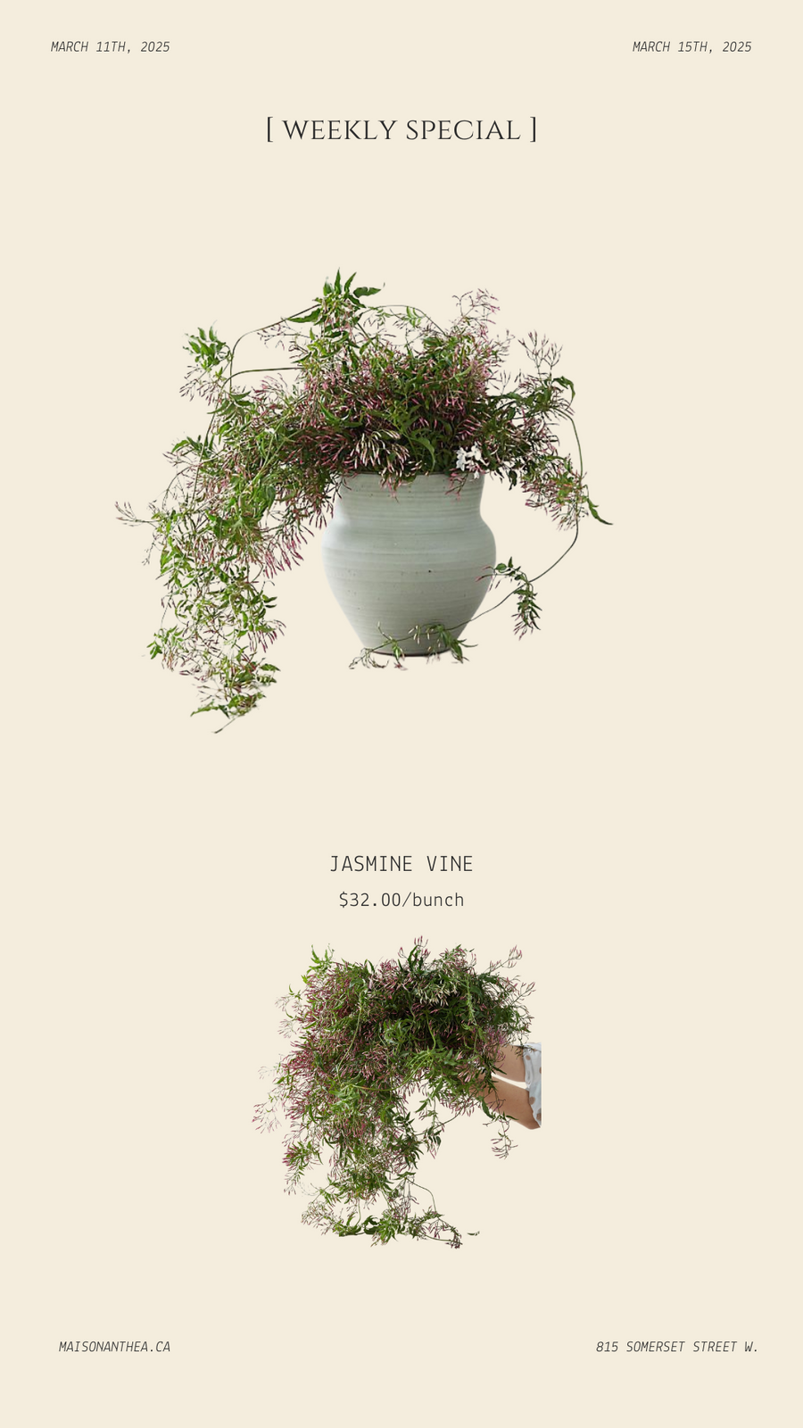 BY THE BUNCH | Jasmine vine