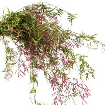 BY THE BUNCH | Jasmine vine