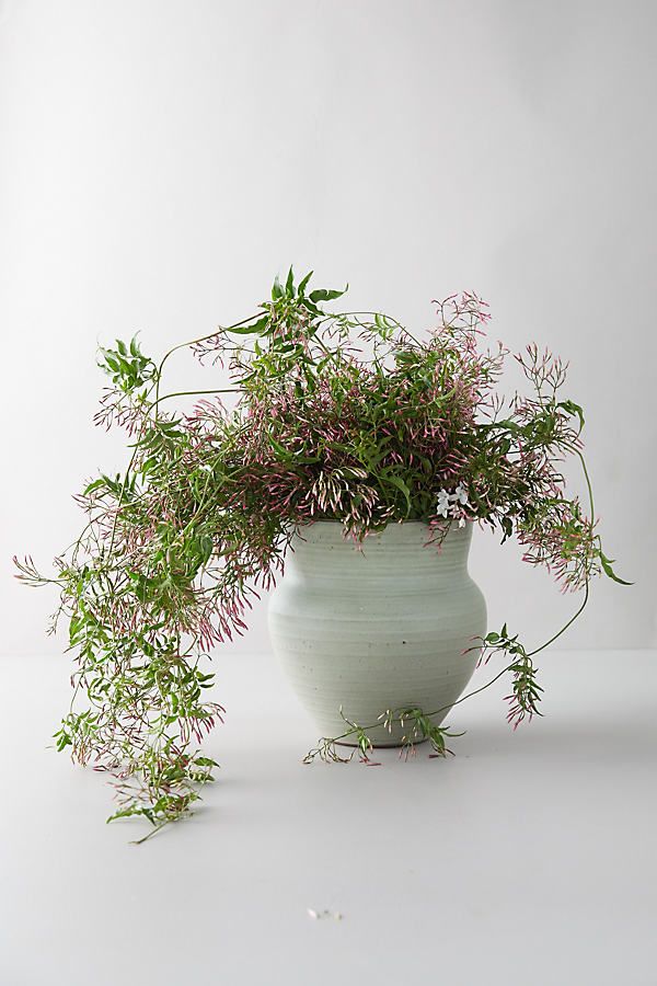 BY THE BUNCH | Jasmine vine