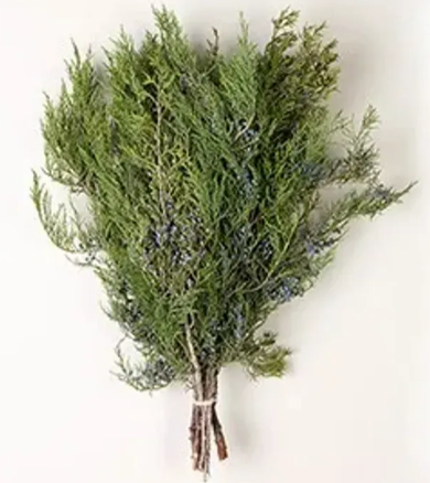Juniper | By the bunch