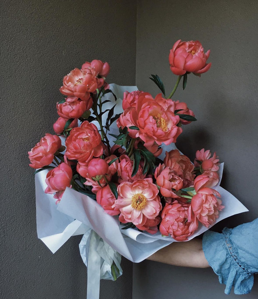 Coral Charm Peonies | By the stem