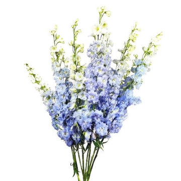 Baby blue delphinium | BY 10 STEMS