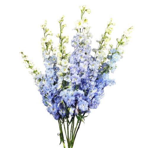 Baby blue delphinium | BY 10 STEMS