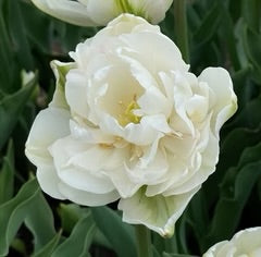 Tulip “Mount Tacoma” | BY 10 STEMS
