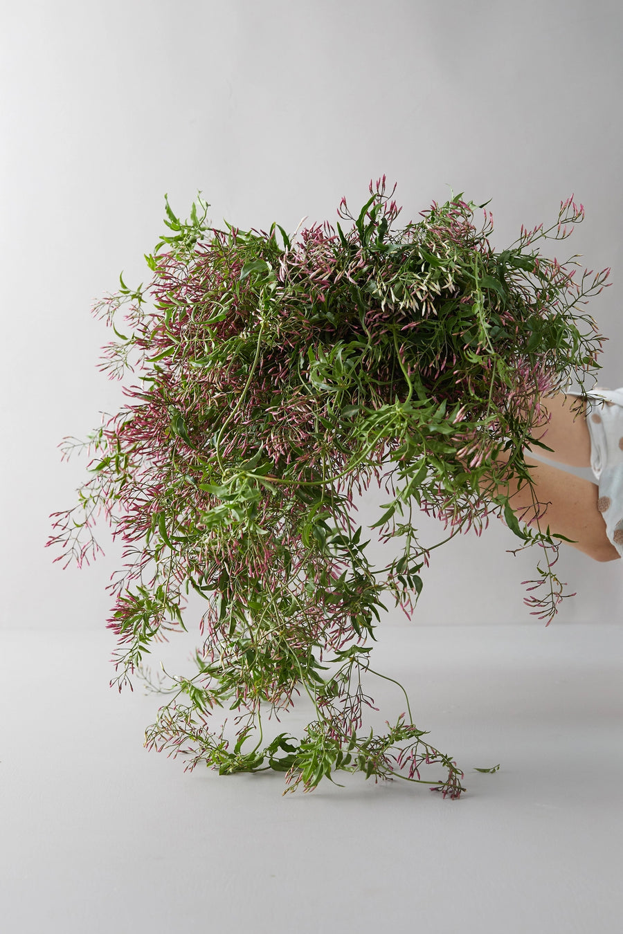 BY THE BUNCH | Jasmine vine