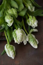 White Parrot tulips | BY 10 STEMS