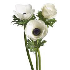 Anemone caramel
