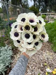 Anemone caramel