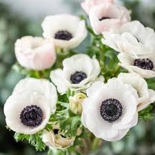 Anemone caramel