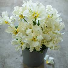 Tulip “ Exotic Empress”|  BY 10 STEMS