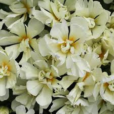 Tulip “ Exotic Empress”|  BY 10 STEMS